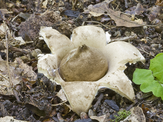 hviezdovka Geastrum sp.