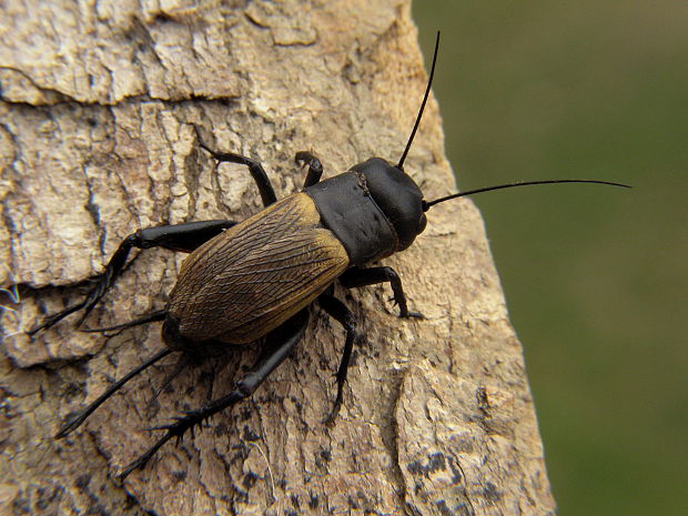 svrček polný Gryllus campestris