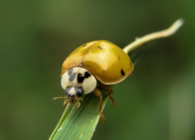 lienka Harmonia axyridis.