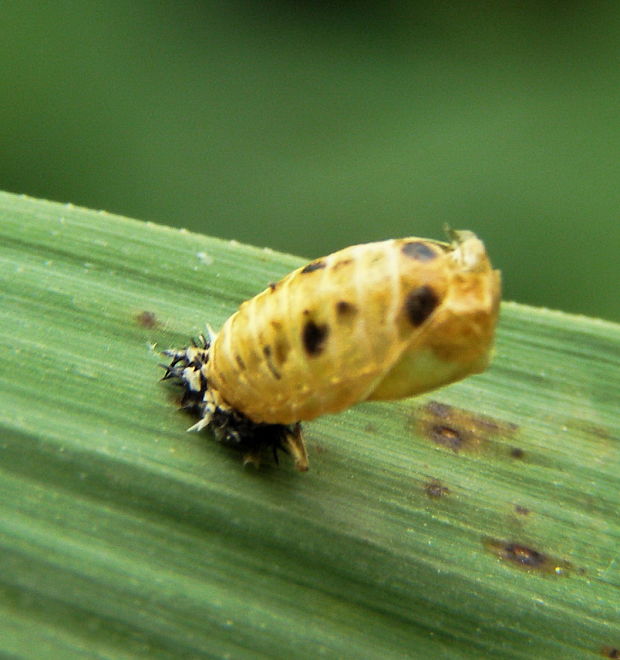 lienka -kukla HARAXY Harmonia axyridis