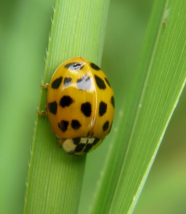 lienka Harmonia axyridis