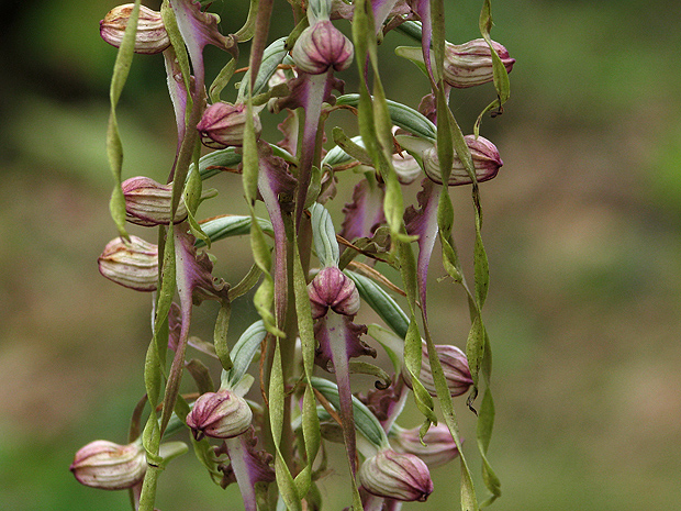 jazýčkovec  Himantoglossum jankae Somlyay, Kreutz &amp; Óvári