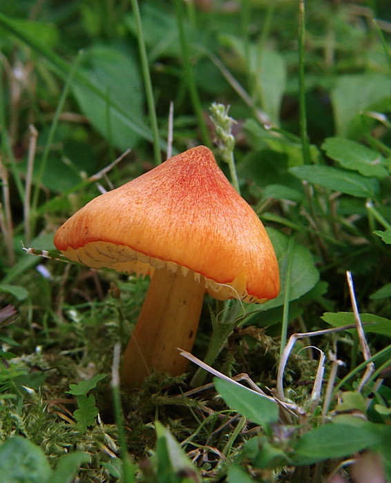 lúčnica kužeľovitá Hygrocybe conica (Schaeff.) P. Kumm.