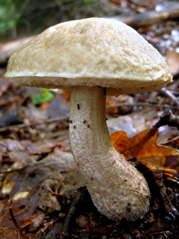 kozák hrabový Leccinum pseudoscabrum (Kallenb.) Šutara