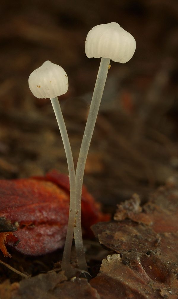 tancuľka Marasmiellus sp.