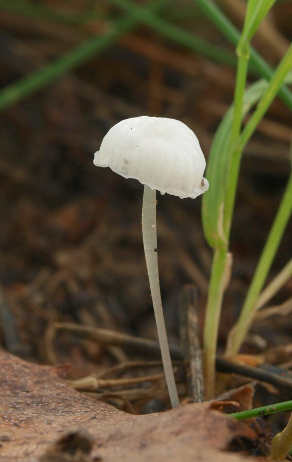 tancuľka Marasmiellus sp.