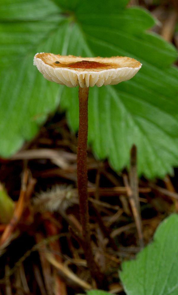 tanečnica ? Marasmius sp.