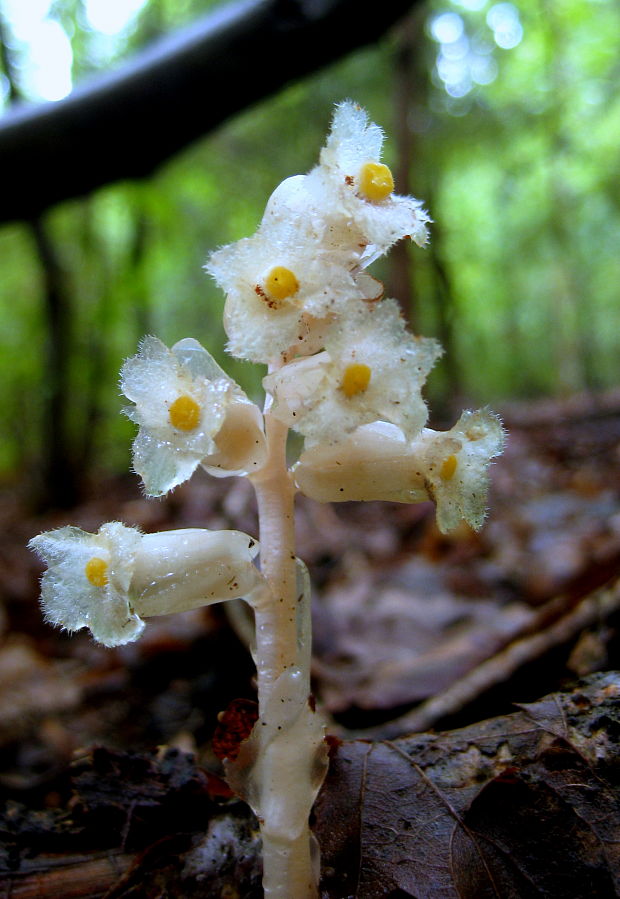 hniliak smrekový Monotropa hypopitys L.