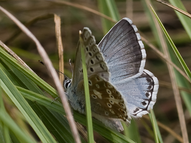 modráčik vikový Polyommatus coridon