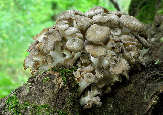 trúdnik klobúčkatý Polyporus umbellatus (Pers.) Fr.