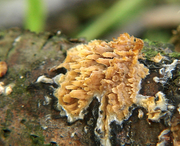 struháčik blanitý Radulomyces molaris (Chaillet ex Fr.) M.P. Christ.