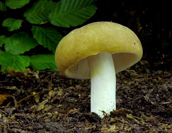 plávka Russula sp.