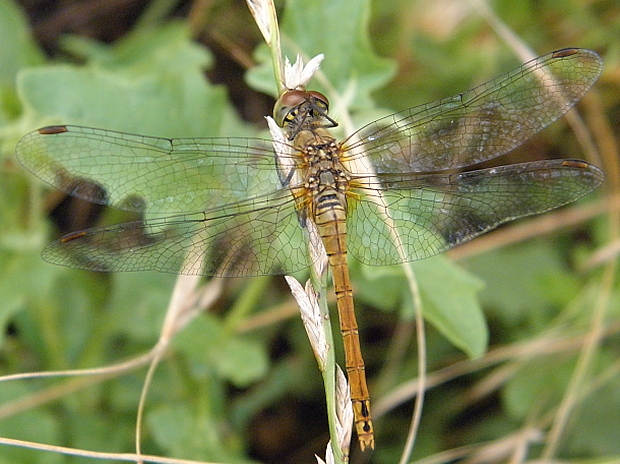 vážka červená Sympetrum sanguineum Müller, 1764