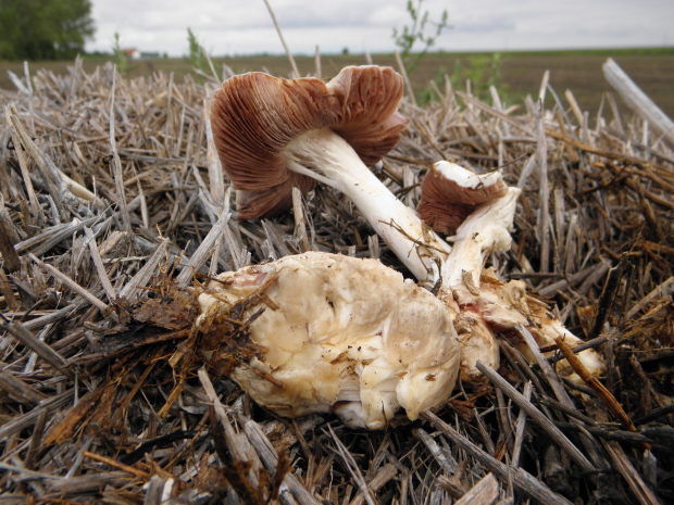 pošvovec...? Volvariella sp.?