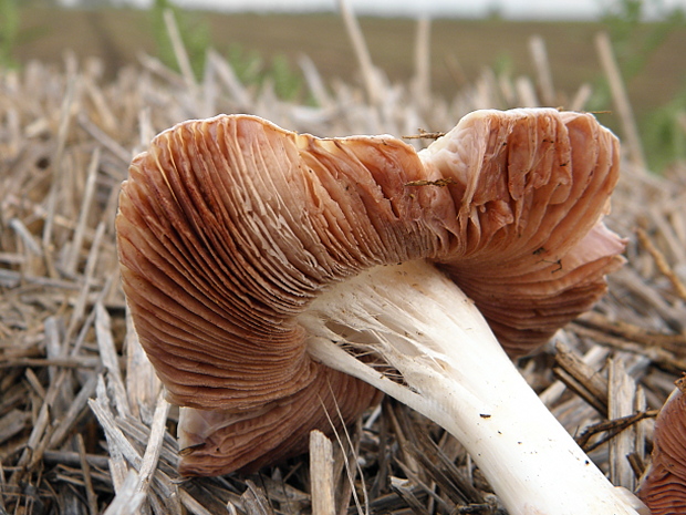 pošvovec...? Volvariella sp.