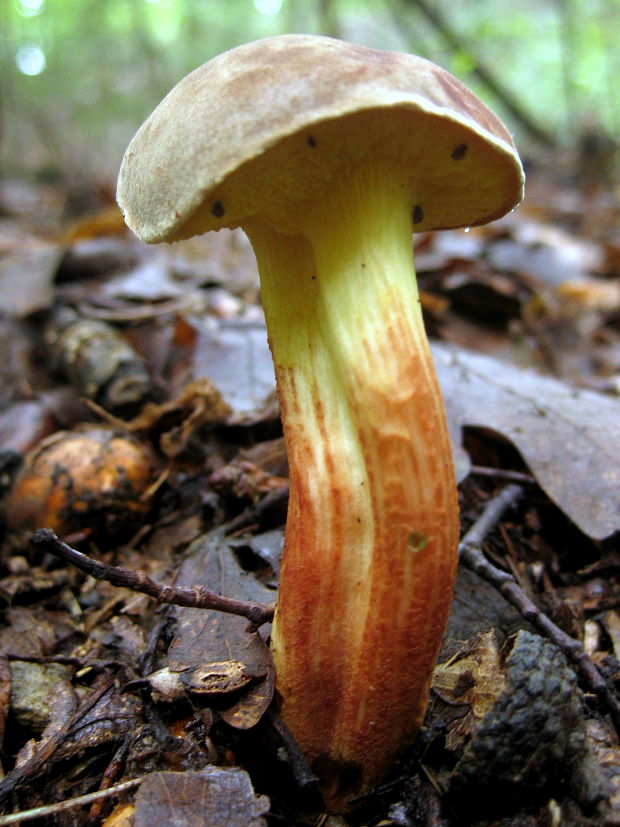 suchohríb červenohnedý Xerocomus ferrugineus (Kuntze) Singer