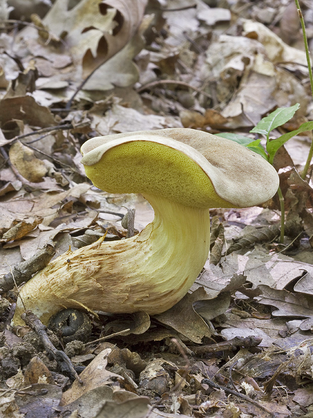 suchohríb plstnatý Xerocomus subtomentosus L.