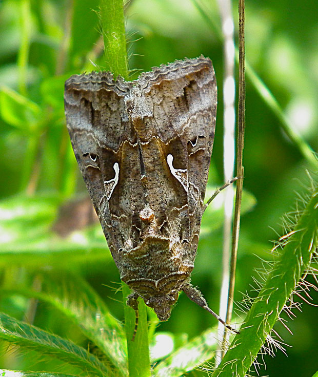 mora gama autographa gamma