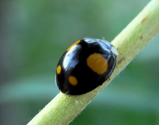 lienka - harmonia axyridis Var.spectabilis Faldermann 1835