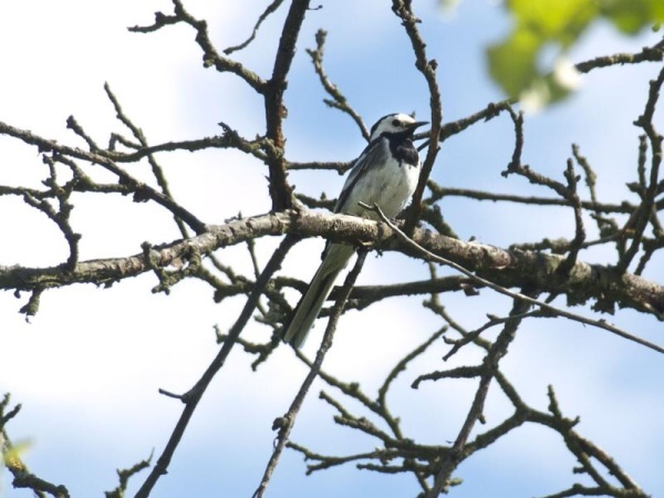 trasochvost biely motacila alba