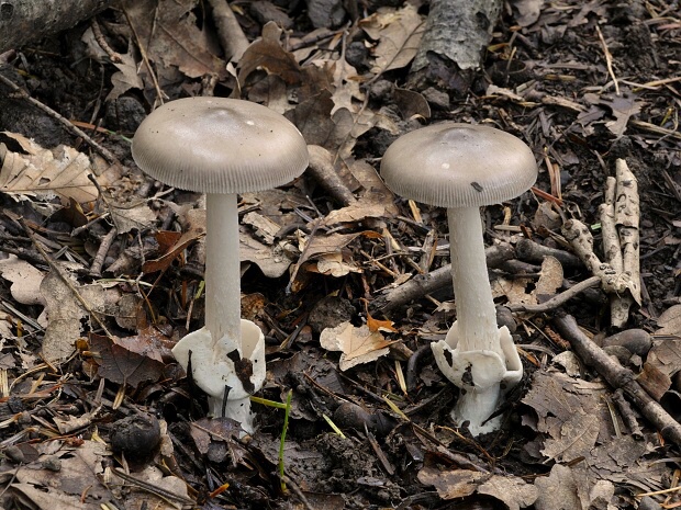 muchotrávka pošvatá Amanita vaginata (Bull.) Lam.