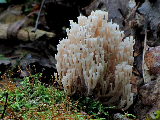 korunovec svietnikovitý Artomyces pyxidatus (Pers.) Jülich