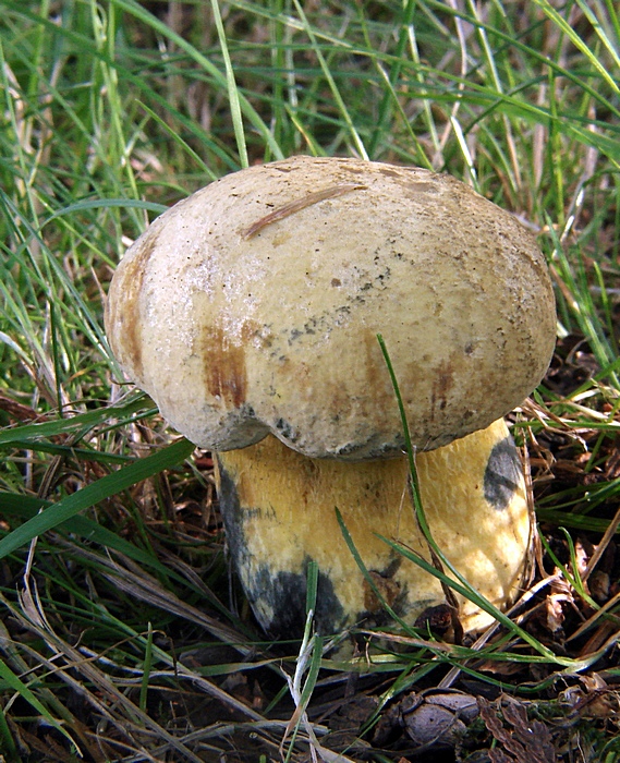 hríb siný Boletus luridus f. primulicolor Simonini Schaeff. ex Fr.