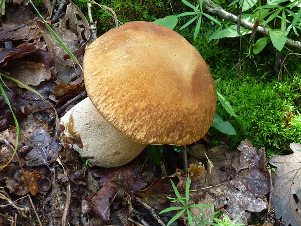 hríb dubový Boletus reticulatus Schaeff.