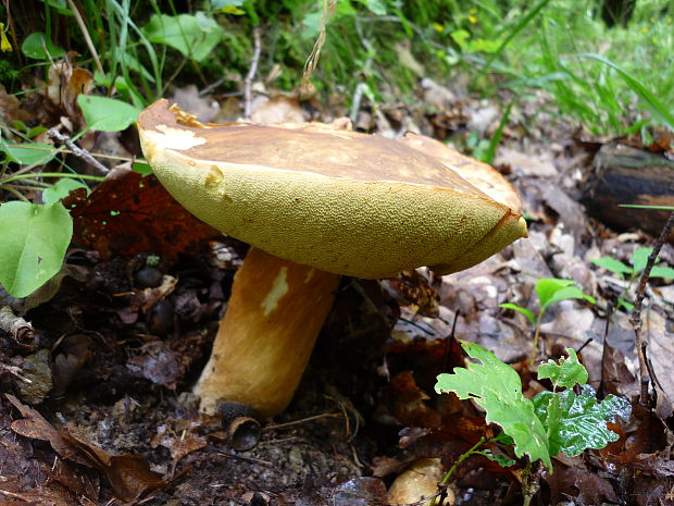 hríb dubový Boletus reticulatus Schaeff.