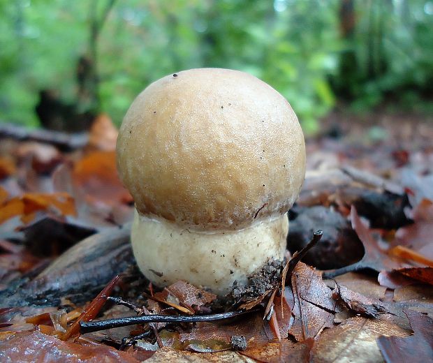 hríb dubový Boletus reticulatus Schaeff.