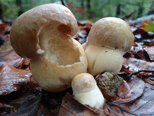 hríb dubový Boletus reticulatus Schaeff.