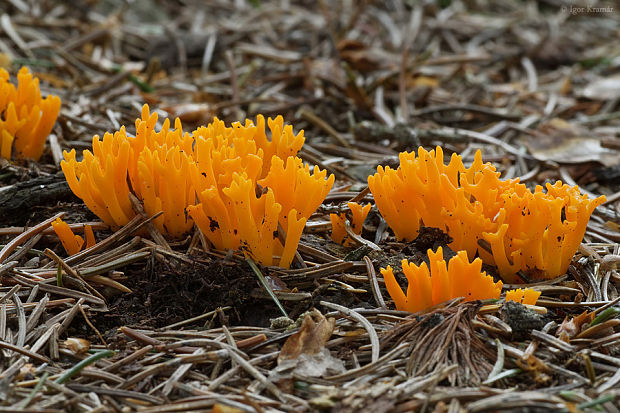 parôžkovec lepkavý Calocera viscosa (Pers.) Fr.