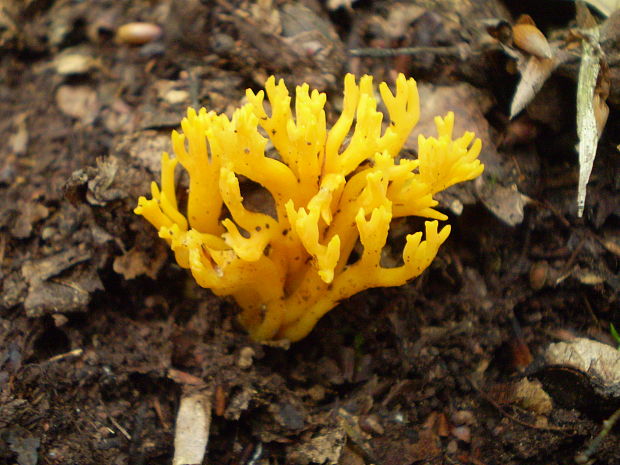 parôžkovec lepkavý Calocera viscosa (Pers.) Fr.