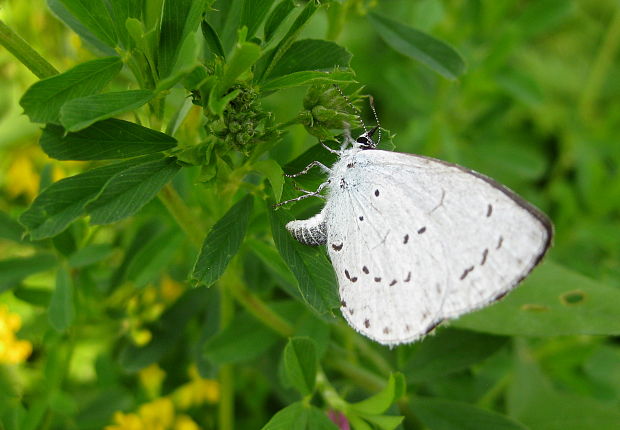 modráčik krušinový Celastrina argiolus Linnaeus, 1758