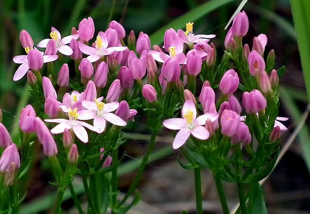 zemežlč menšia Centaurium erythraea Rafn