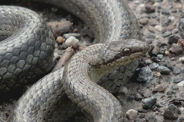 užovka hladká Coronella austriaca