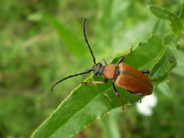 fúzač obyčajný  Corymbia rubra