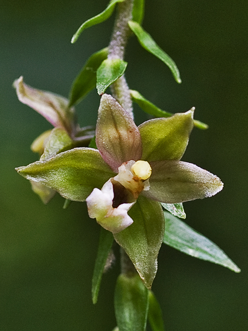 kruštík širokolistý pravý Epipactis helleborine subsp. helleborine (L.) Crantz