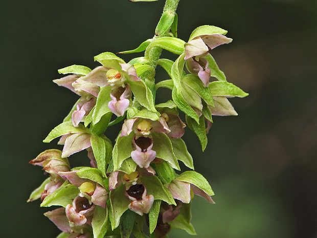 kruštík širokolistý pravý Epipactis helleborine subsp. helleborine (L.) Crantz