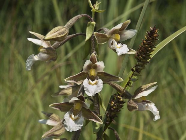 kruštík močiarny Epipactis palustris (L.) Crantz