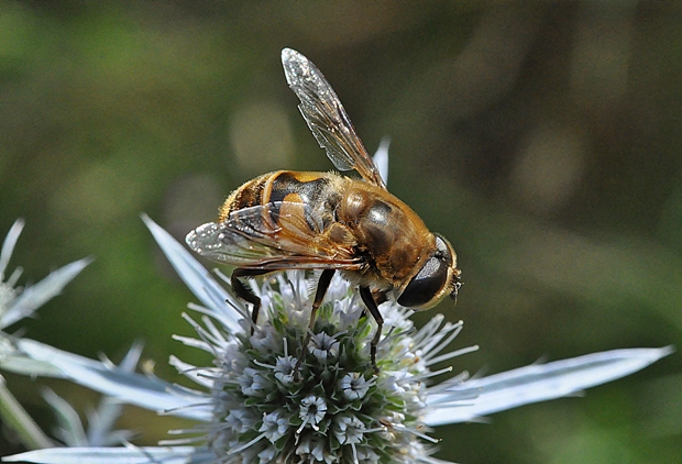 trúdovka obyčajná Eristalis tenax