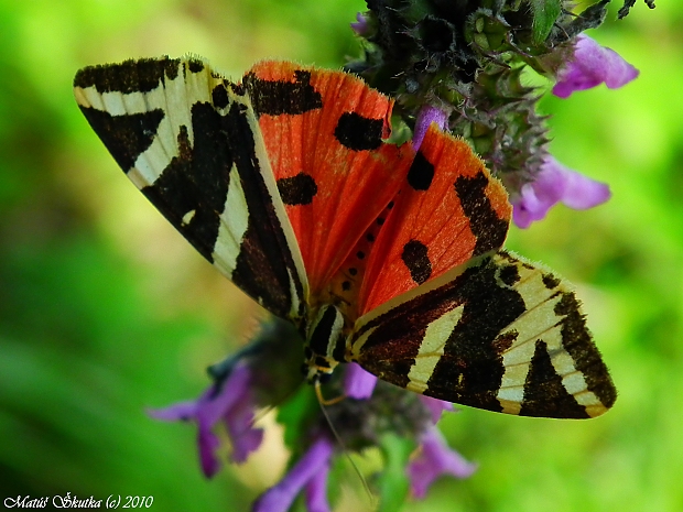 spriadač kostihojový Euplagia quadripunctaria