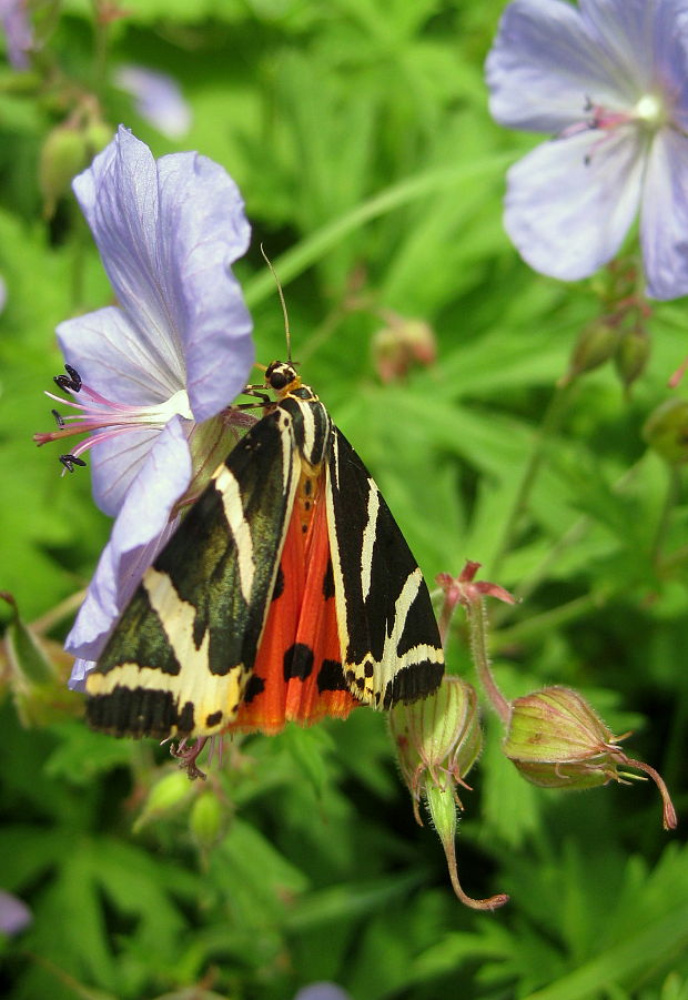 spriadač kostihojový Euplagia quadripunctaria