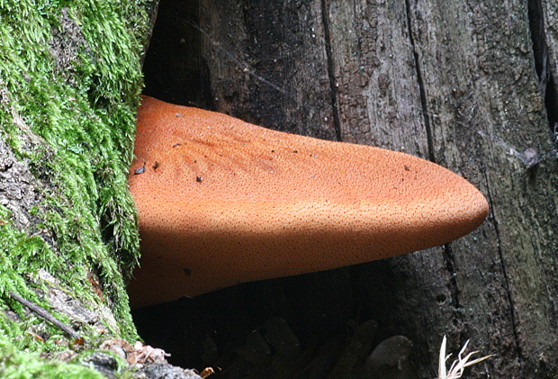 pečeňovec dubový Fistulina hepatica (Schaeff.) With.