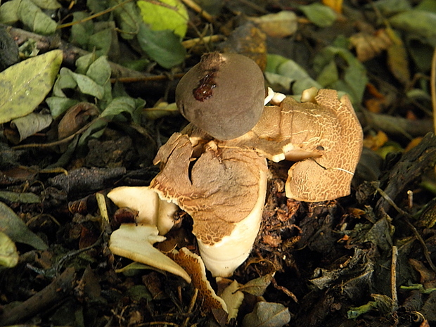 hviezdovka klenbová Geastrum fornicatum (Huds.) Hook.