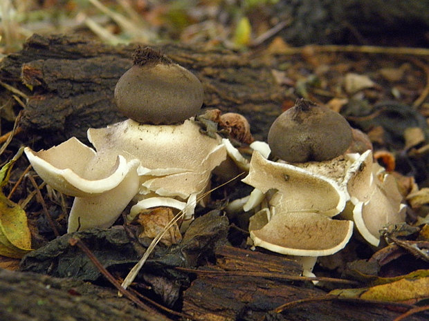 hviezdovka klenbová Geastrum fornicatum (Huds.) Hook.