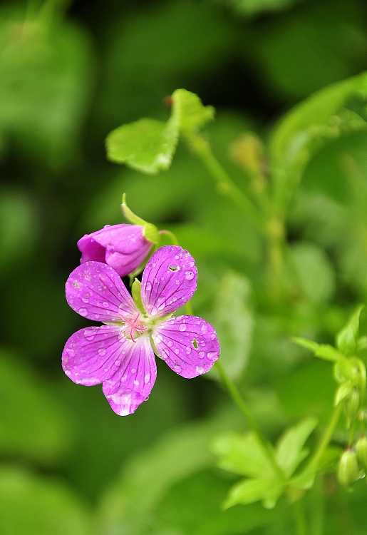 pakost močiarny Geranium palustre L.