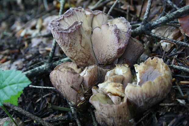 lievikovec kyjakovitý Gomphus clavatus (Pers.) Gray