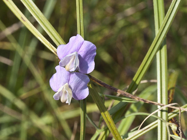 hrachor močiarny Lathyrus palustris L.