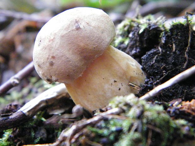 kozák osikový? Leccinum albostipitatum? Bakker & Noordel.